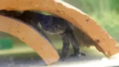 A "Rana del Loa" (Loa"s Frog), in danger of extinction, is pictured inside a laboratory where it has been successfully reproduced, in Santiago, Chile, October 20, 2020.