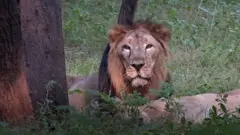 사자