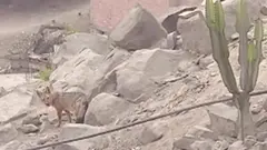 Sareen guddisan erga ollaa walitti buuse booda jeedala ta'un barame
