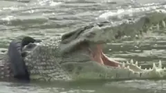 crocodile