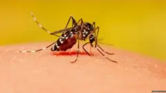 डास