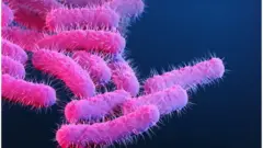 Shigella bacteria 