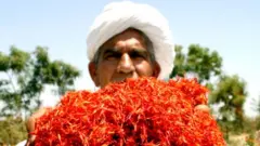 કેસર ઉગાડતો ખેડૂત