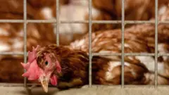 "H10N3 Bird flu" [Avia influenza:] China report first human case of 'H10N3 bird flu'