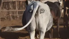 ఆవుల వెనుక భాగంలో కళ్ల బొమ్మలు