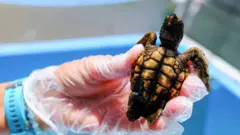 Tortuga bebé