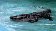 Аллигатор Муйя