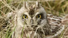 Сова в траве.