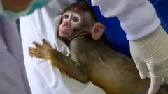 monkey