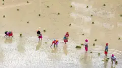 धान रोप्दै किसानहरू