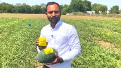 पिवळे कलिंगड 