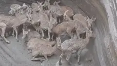 دوست‌داران طبیعت هرمزگان گله گرفتار در گودال خشک را نجات دادند