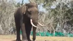 తమిళనాడు ఏనుగు