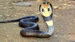 नाग