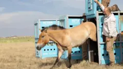 Konj izlazi iz prikolice na livadi