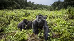 Awọn inaki ori oke ni Virunga