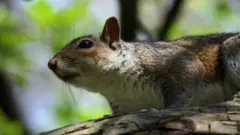 අළු පැහැති ලේන් වර්ගය