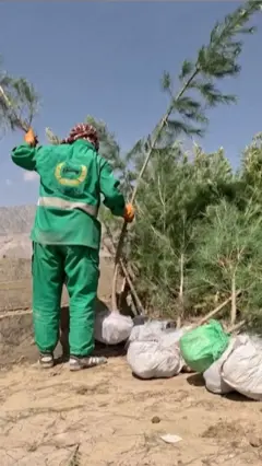 نیالګي کېنول