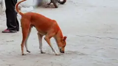 गुजरात