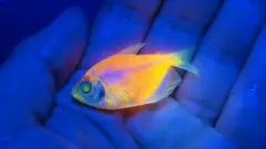 Peixe geneticamente modificado sob luz ultravioleta
