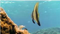 ''අපි උදාහරණයකට ගමු ඕස්ට්‍රේලියාවේ මහා බාධක කොරල්පරය. එහි කොරල් විශේෂ 400කට වැඩියි. ඒ වගේම මාළු විශේෂ 1500කට සහ බෙල්ලන් විශේෂ 4000කට විතර වාසස්ථානය සපයනවා. ඒ වගේම කැස්බෑ විශේෂ හතෙන් හයක්ම මේ ආශ්‍රිතව හමු වෙනවා.''