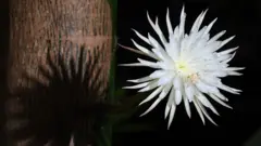 Moonflower