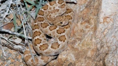 Crotalus catalinensis (uma cascavel sem guizo, endêmica da Ilha Santa, Catalina, México)