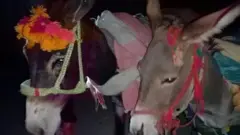 गाढव