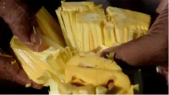 Varghese Tharakkan menyiapkan nangka matang di kebun miliknya di Thrissur, Kerala, India selatan