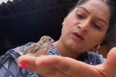 சிட்டுக் குருவிகளை குழந்தைகள் போன்று கவனிக்கும் பெண்