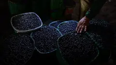 Sacas de açaí.