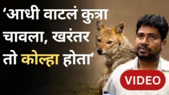 सोनेरी कोल्हा