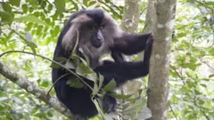  சிங்கவால் குரங்குகள், மேற்குத் தொடர்ச்சி மலை, இயற்கை, விலங்குகள் 