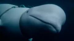 Qurxummiin kaameraa hidhatee ture, erga rasaasan ajjeefamee booda ijoo dubbii ta'ee ture