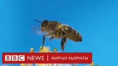 bbc