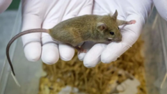 Rato usado em teste de laboratório