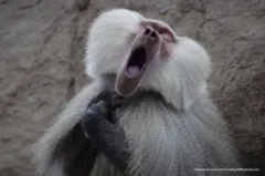 ‘ስእልኹም ሰልክዩና!’