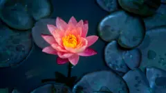 Close-up of blooming white,red and pink fancy waterlily or lotus flower with bees and flys inside of lotus