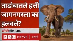 जामनगर, गुजरात, सिरोंचा, ताडोबा