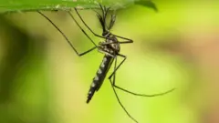  ஐஸ்லாந்து, கொசுக்கள், காலநிலை மாற்றம்