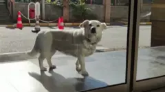 Loyal dog thumb