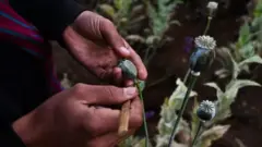 Produksi opium di Myanmar