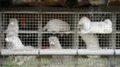 Через мутацію коронавірусу Данія знищує 17 млн норок