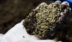 مکھیوں کا لاروا