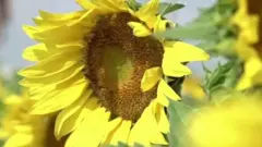 कोरोना