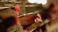 Chicken for poultry