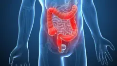 Imagen del cuerpo humano