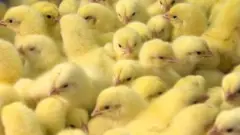 মুরগির বাচ্চা