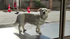 سپۍ