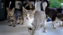 Китайське місто заборонить їсти котів та собак